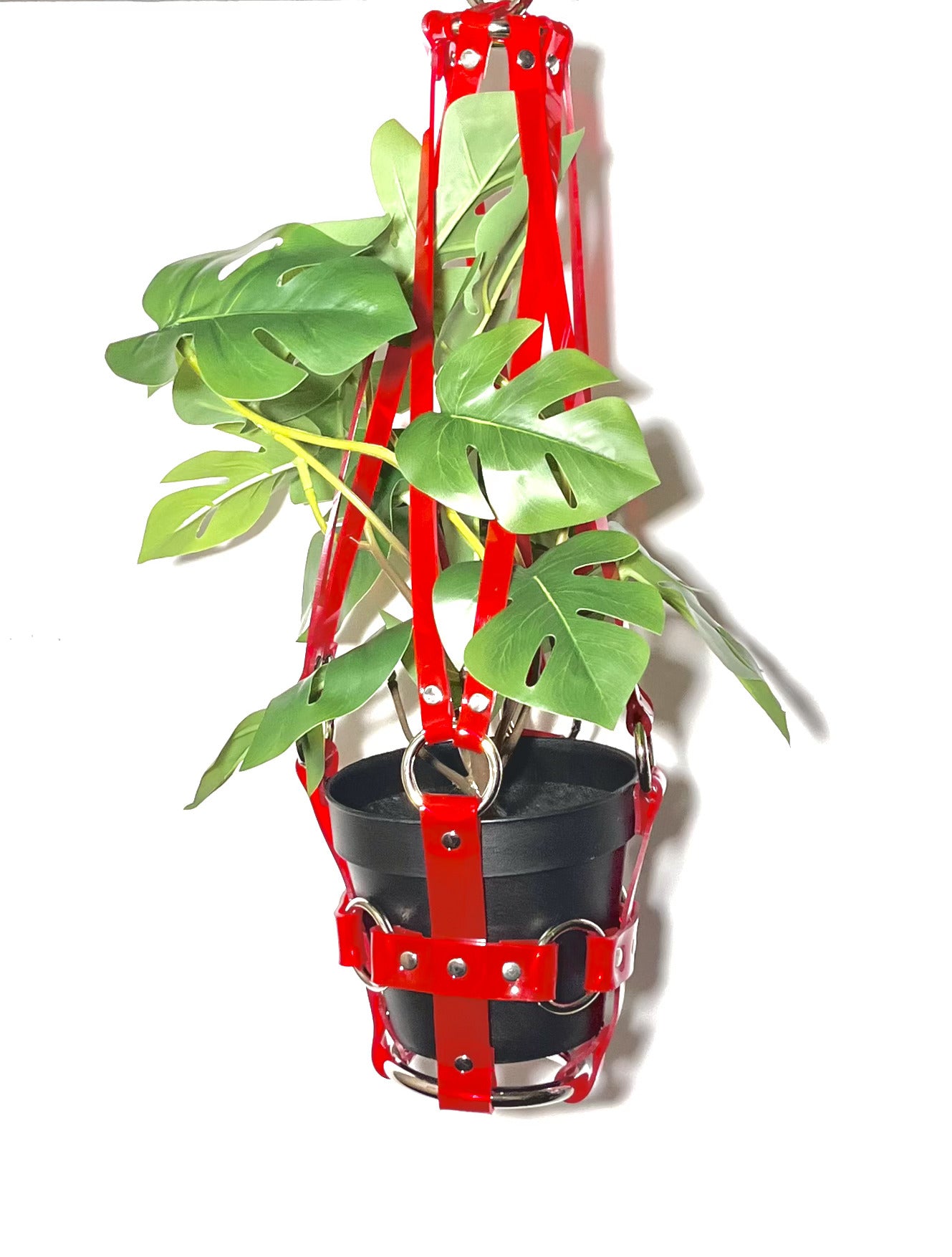 Little Bitch 4" Plant Hanger in Clear Red