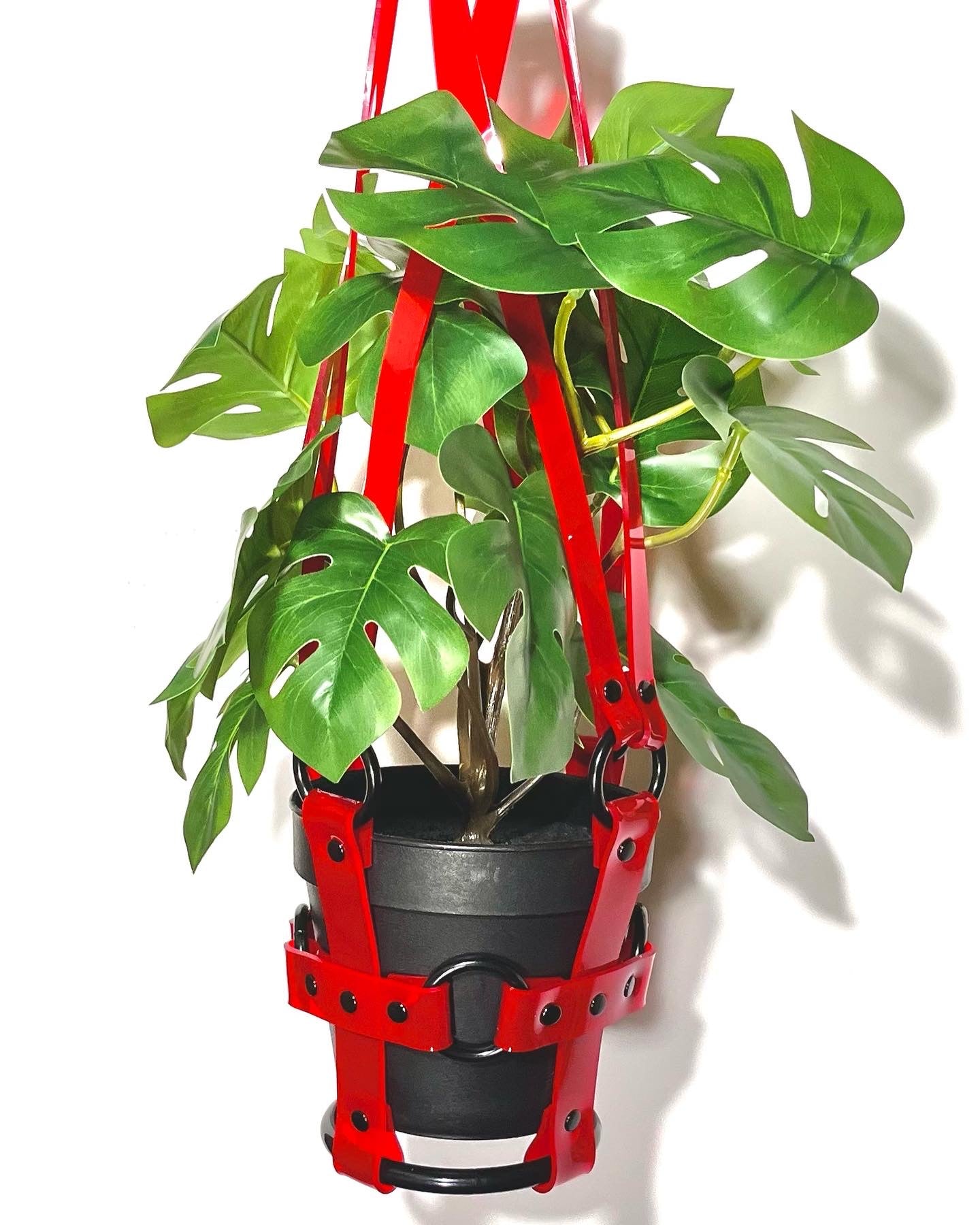 Little Bitch 4" Plant Hanger in Clear Red